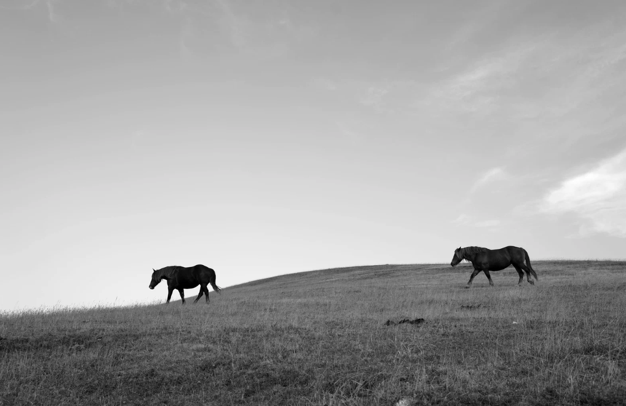 Horse Barns